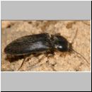 Dicronychus cinereus - Schnellkaefer 03 9mm.jpg